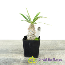 Pachypodium Gracilius