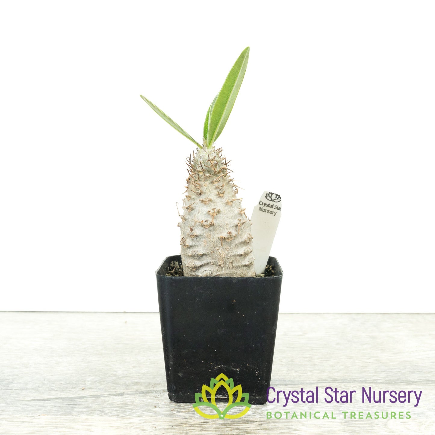 Pachypodium Gracilius
