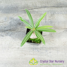 Pachypodium Gracilius