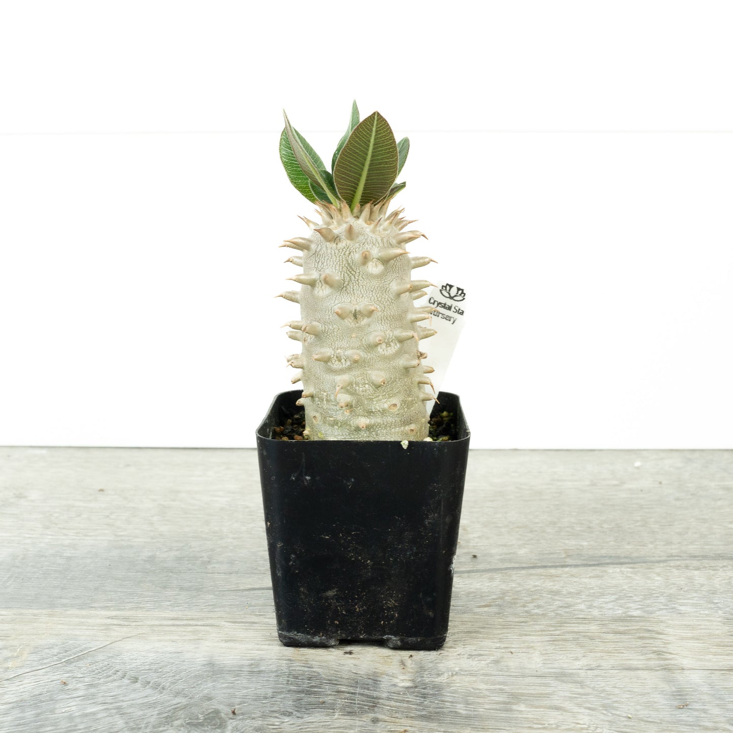 Pachypodium densiflorum