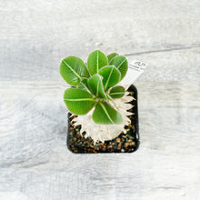 Pachypodium densiflorum