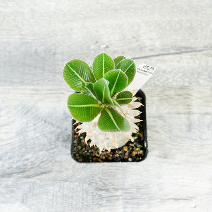 Pachypodium densiflorum