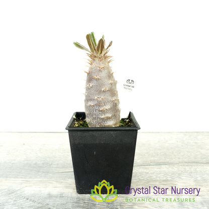 Pachypodium rosulatum ssp. cactipes
