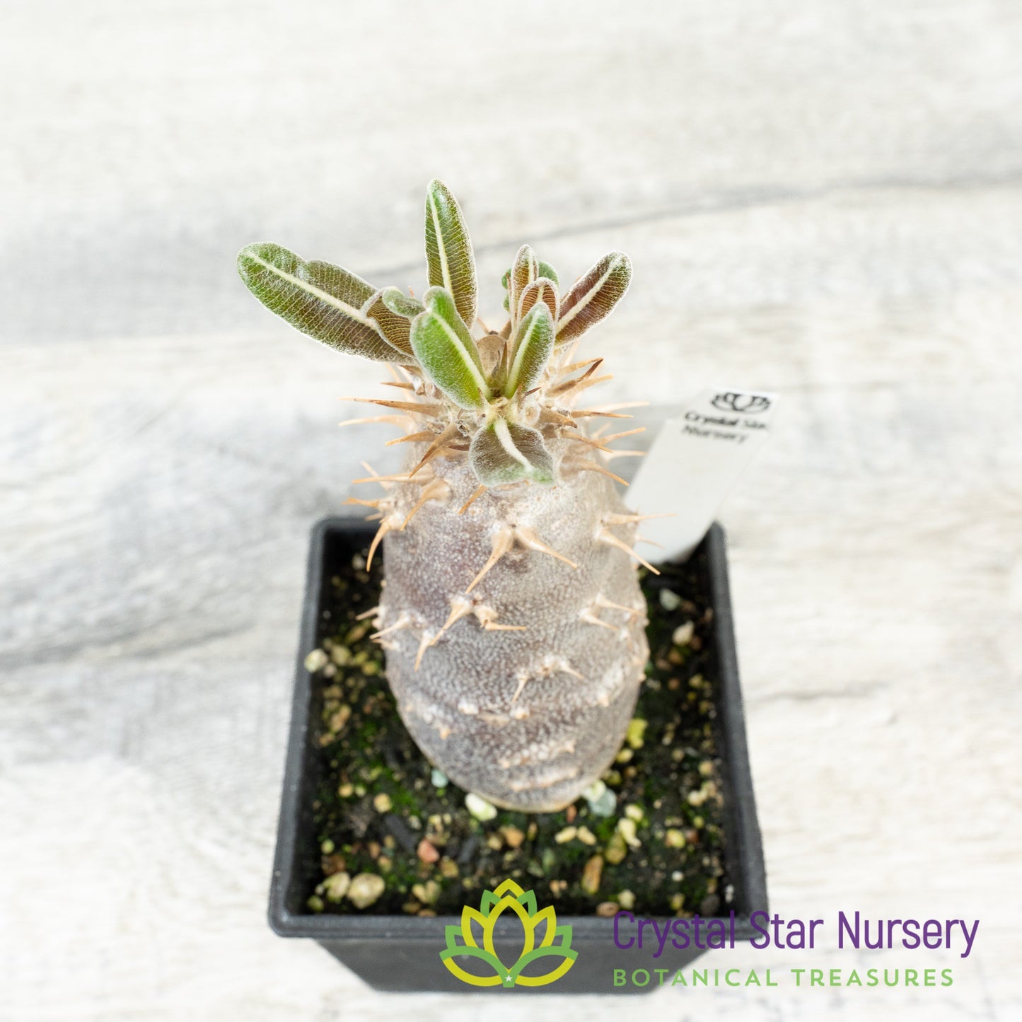 Pachypodium rosulatum ssp. cactipes