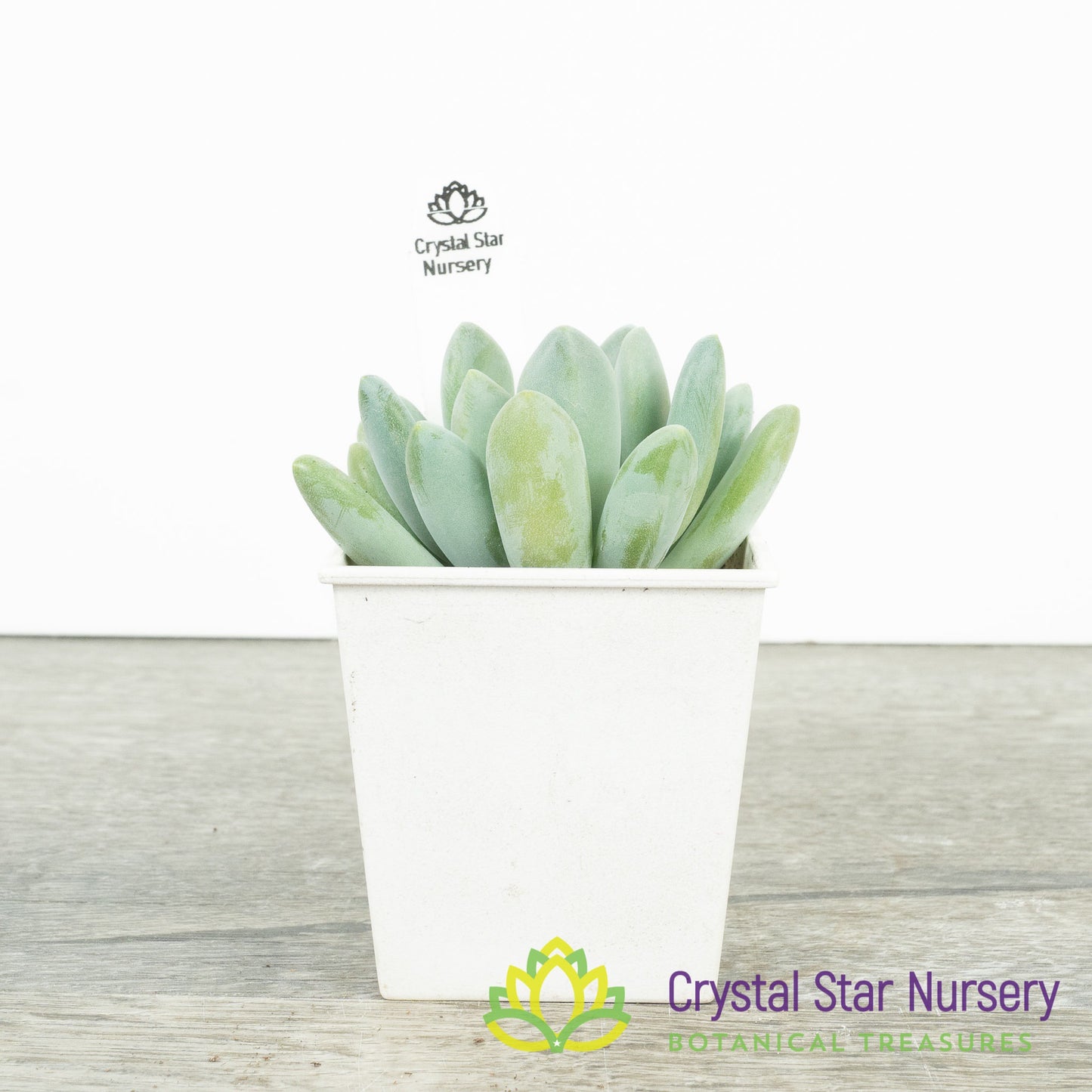 Pachyveria Blue Belle
