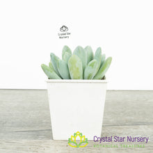 Pachyveria Blue Belle