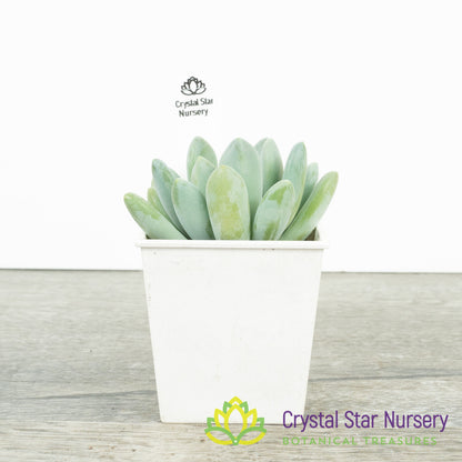 Pachyveria Blue Belle
