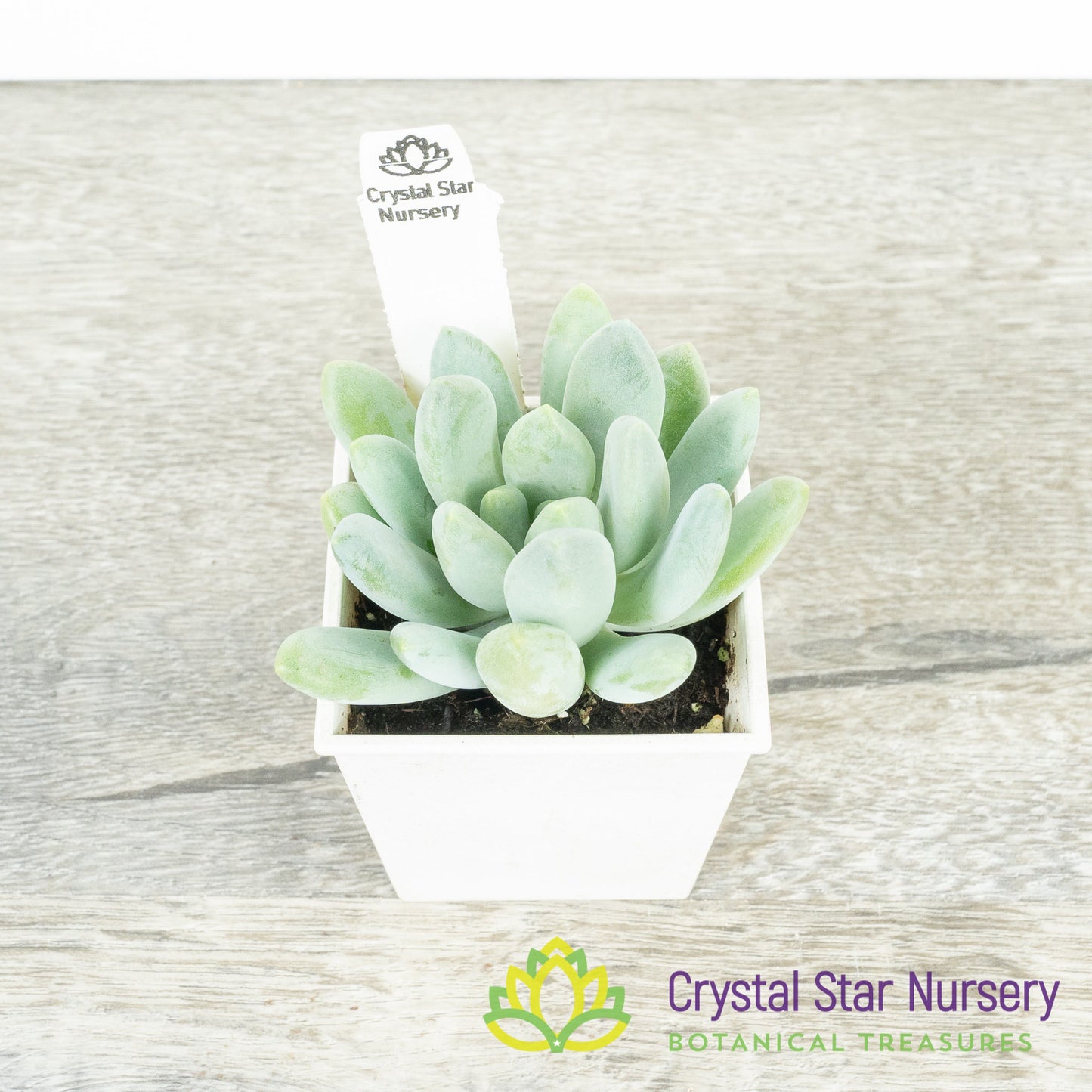 Pachyveria Blue Belle