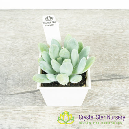 Pachyveria Blue Belle