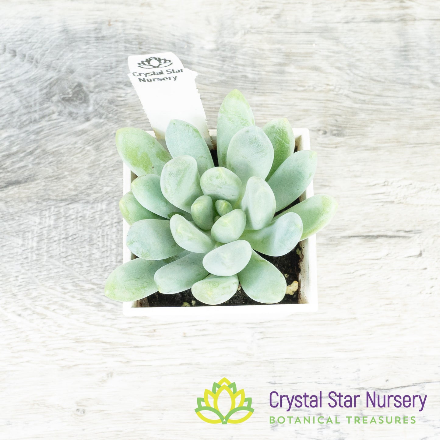 Pachyveria Blue Belle