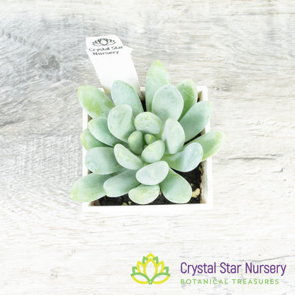 Pachyveria Blue Belle