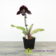 Paphiopedilum Barbara Barolo (18M48)