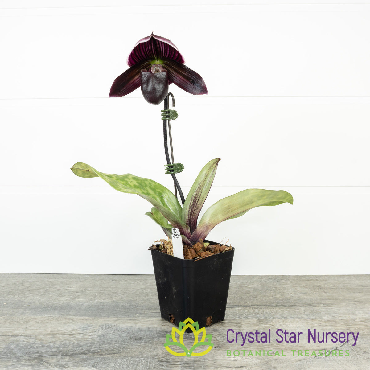 Paphiopedilum Barbara Barolo (18M48)