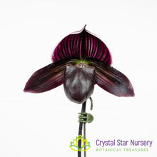 Paphiopedilum Barbara Barolo (18M48)