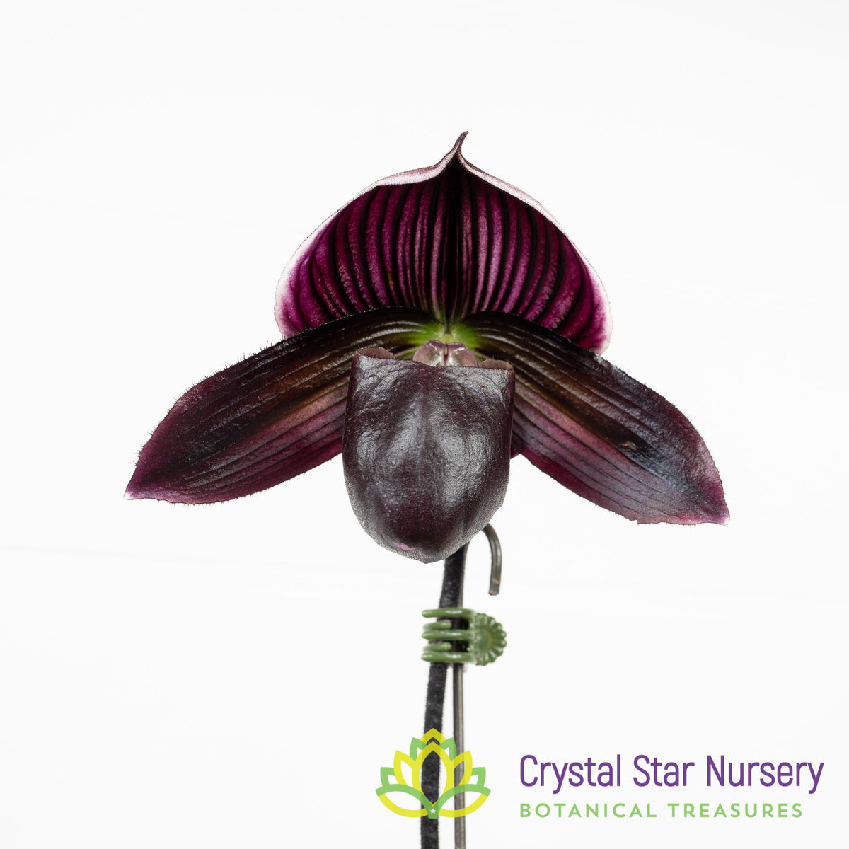 Paphiopedilum Barbara Barolo (18M48)