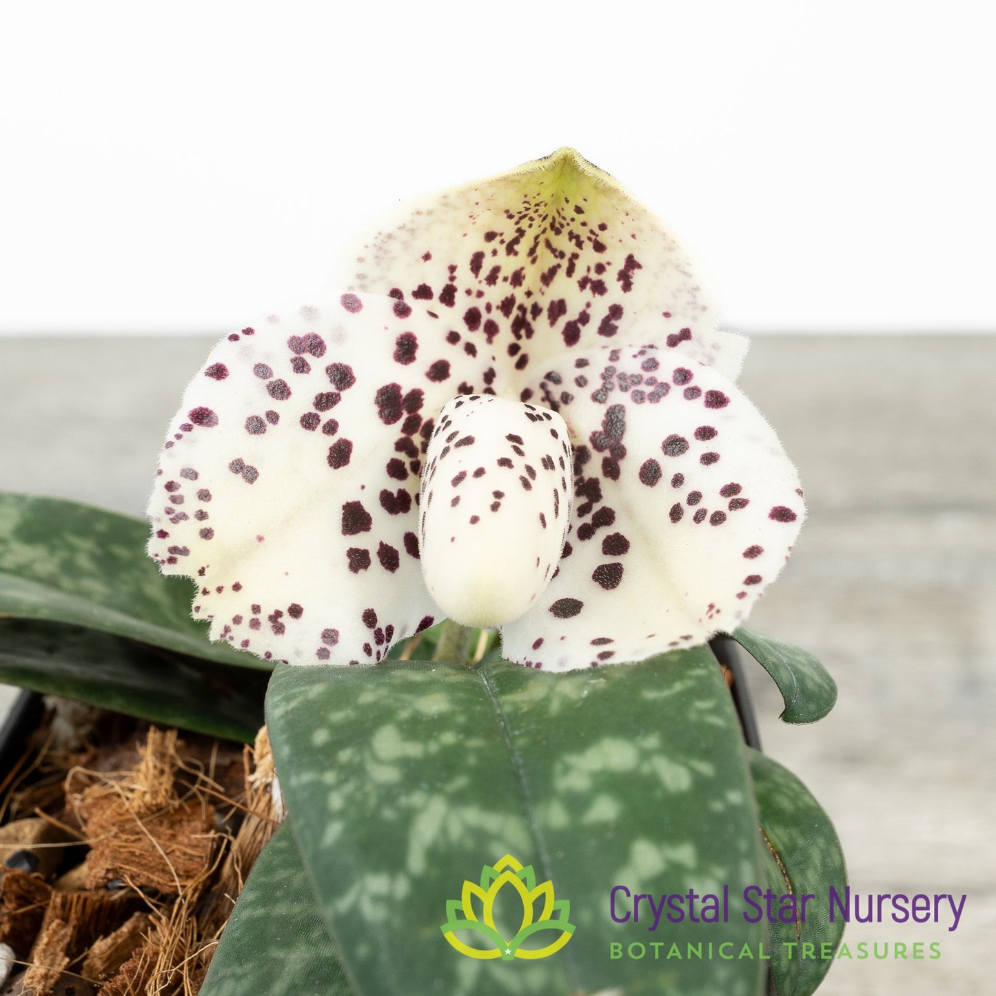 Paphiopedilum bellatulum (T)