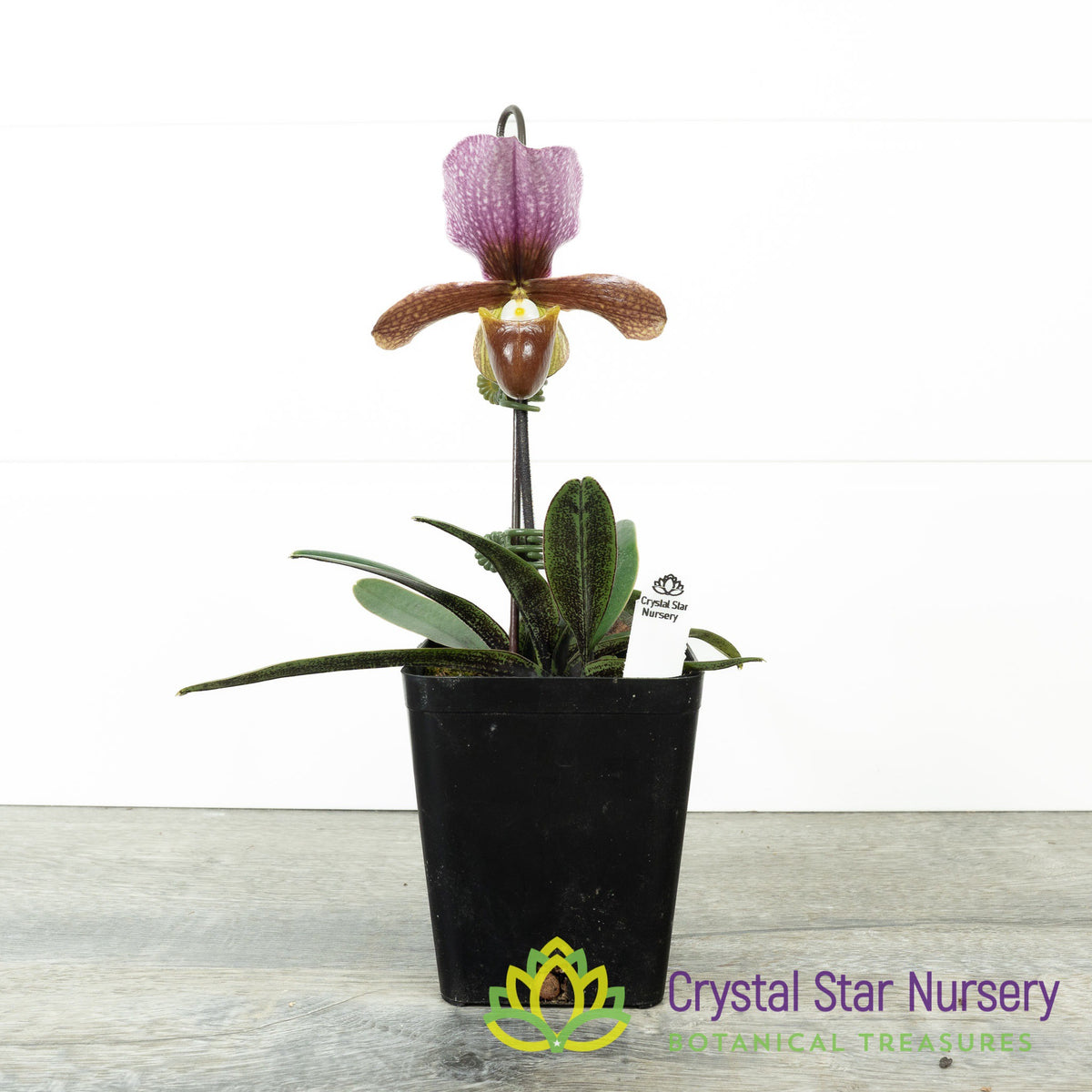 Paphiopedilum Charlesworthii (7)