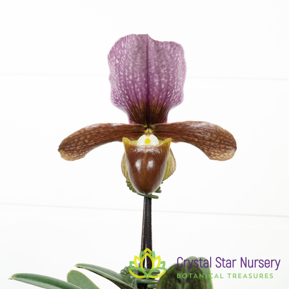 Paphiopedilum Charlesworthii (7)