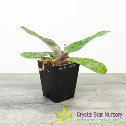 Paphiopedilum Chou-Yi Rubyweb '2020' x Paph. Hsinying Macasar '#1' (6117)