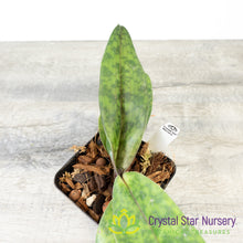 Paphiopedilum Chou-Yi Rubyweb '2020' x Paph. Hsinying Macasar '#1' (6117)