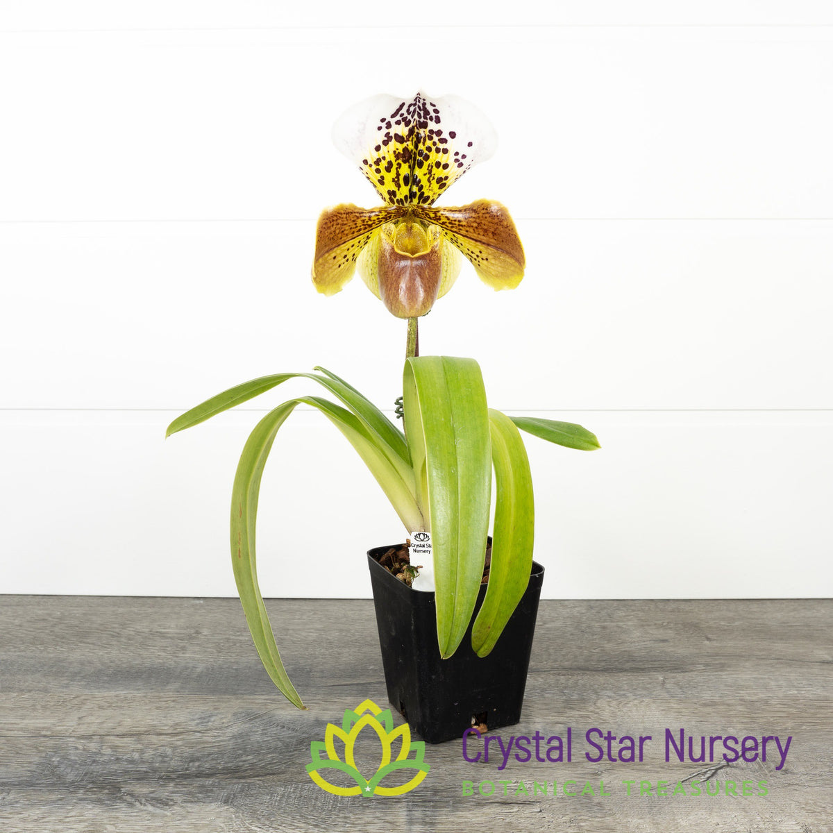 Paphiopedilum Cocoa Chilwin x (Yi-Ying Colorful Clouds x In-Charm Circle) (15S122)