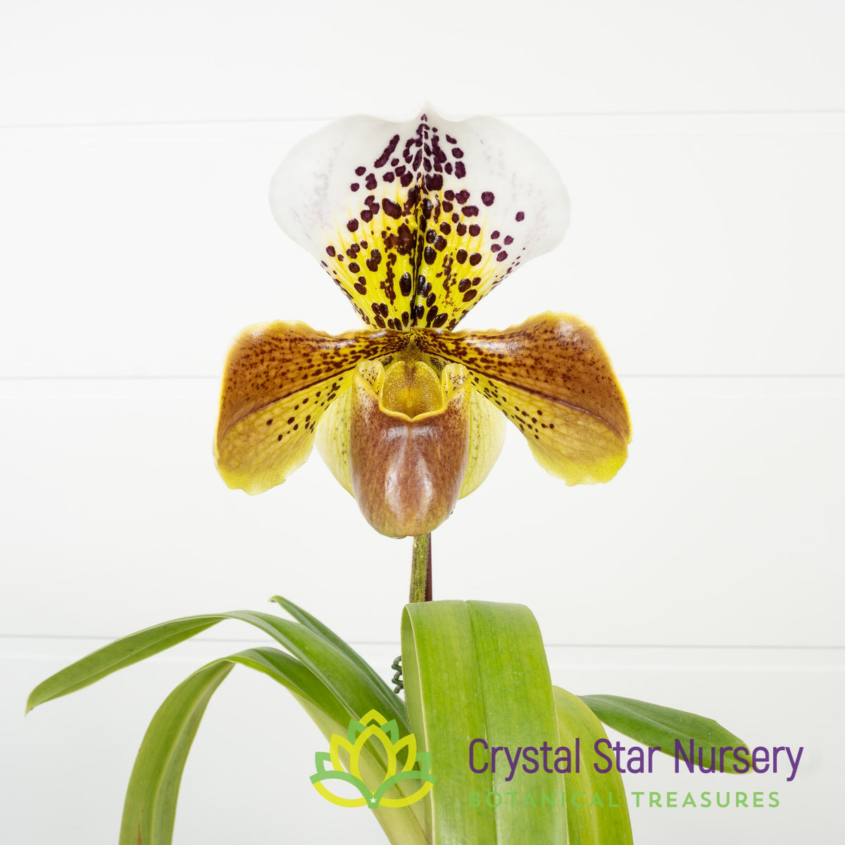 Paphiopedilum Cocoa Chilwin x (Yi-Ying Colorful Clouds x In-Charm Circle) (15S122)