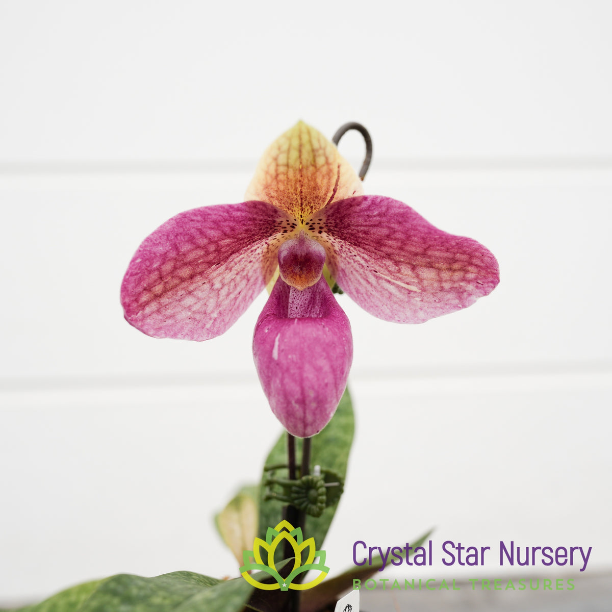Paphiopedilum Dick Wagner