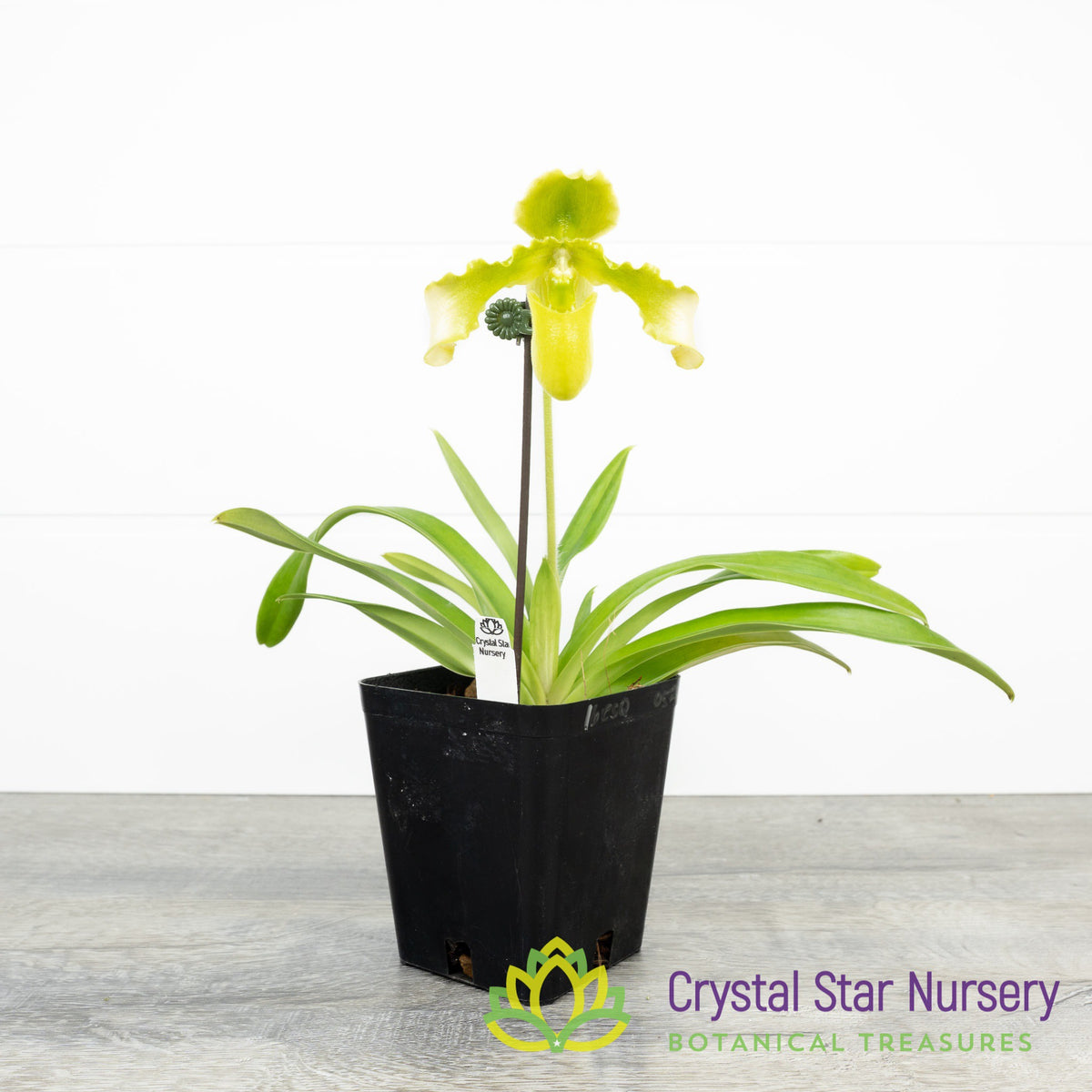 Paphiopedilum Esquirolei var Alba x Sib (#1)