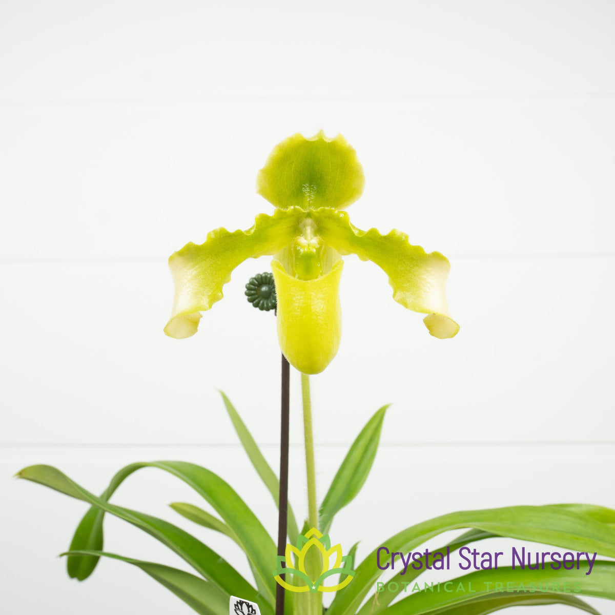 Paphiopedilum Esquirolei var Alba x Sib (#1)
