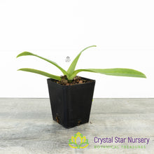 Paphiopedilum Eyecatcher 'Yellow King' x Yellow Leopard 'Bold Spots' AM/AOS (6020)