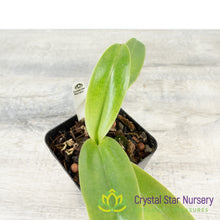 Paphiopedilum Eyecatcher 'Yellow King' x Yellow Leopard 'Bold Spots' AM/AOS (6020)