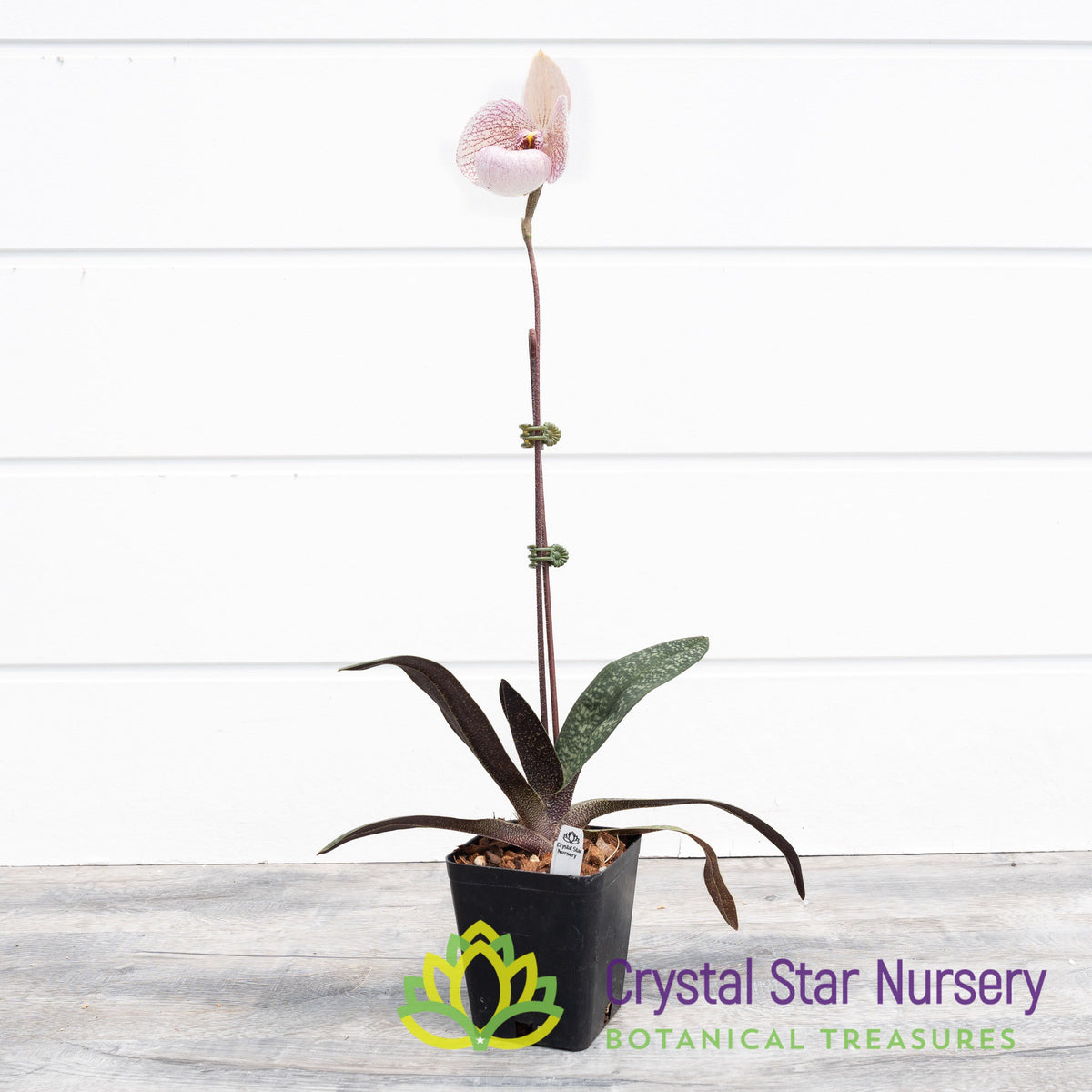 Paphiopedilum Fanaticum x Delenatii (#6C)