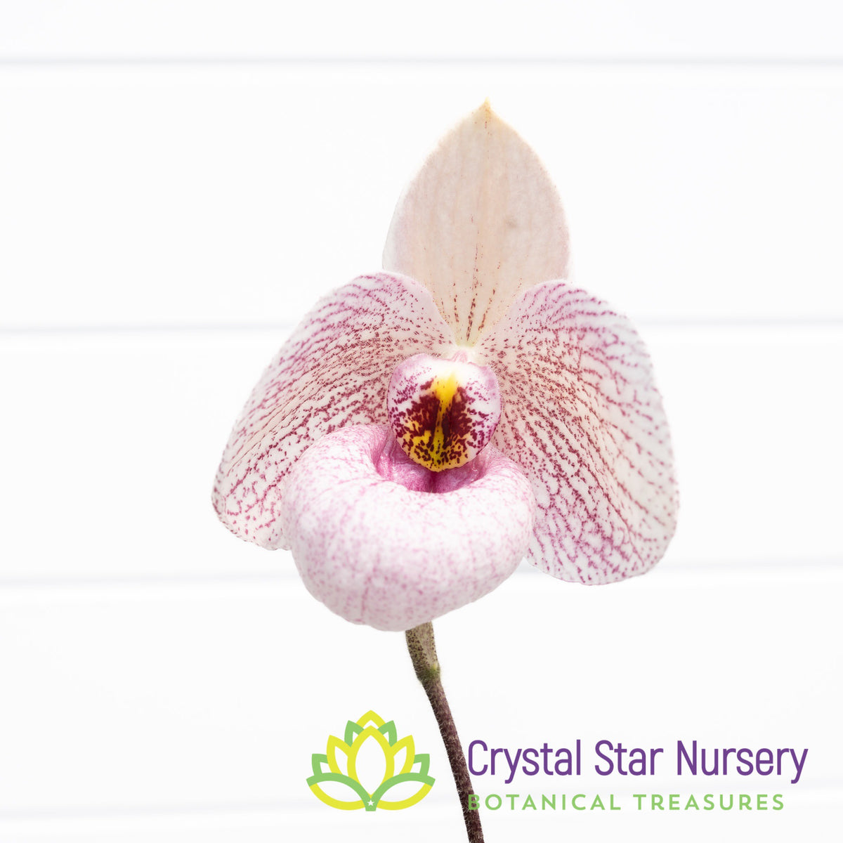 Paphiopedilum Fanaticum x Delenatii (#6C)