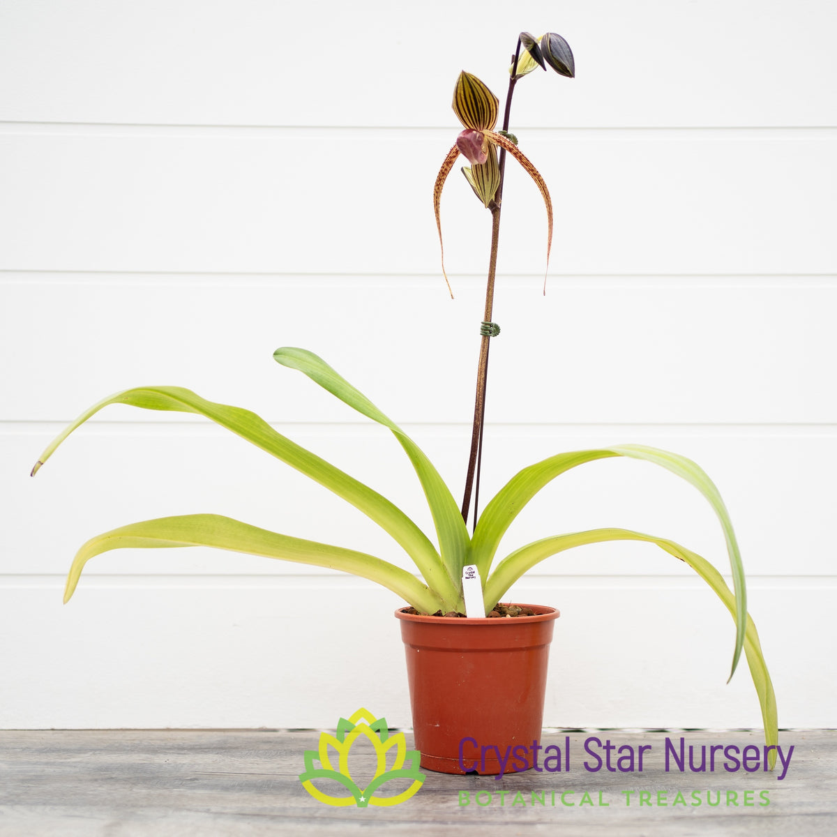 Paphiopedilum Hung Sheng Eagle