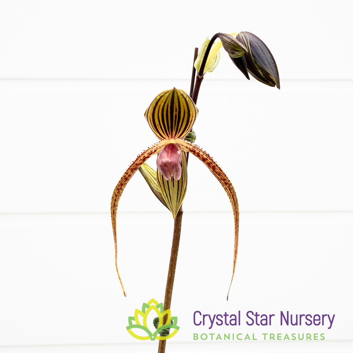 Paphiopedilum Hung Sheng Eagle