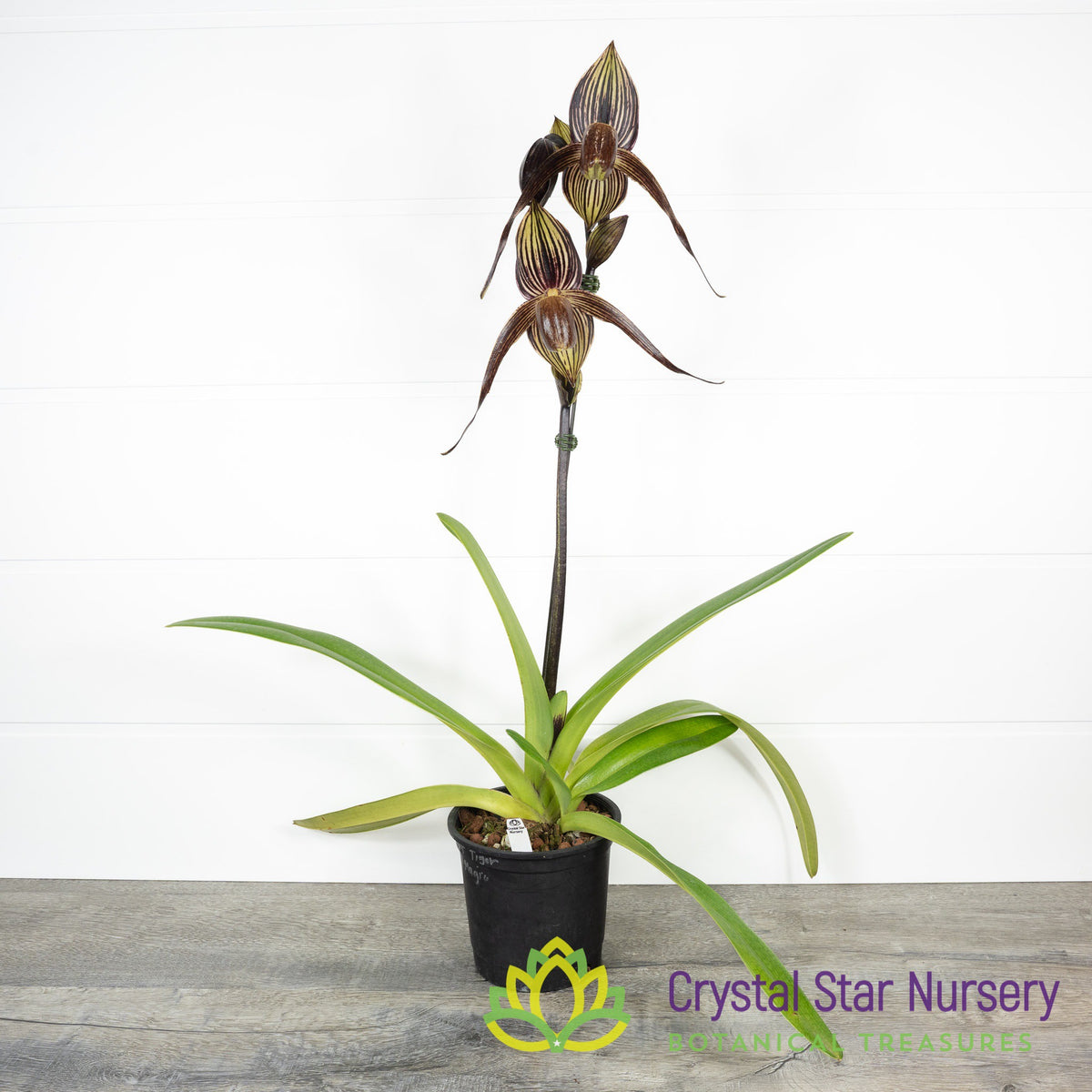 Paphiopedilum Lady Rothschild &#39;Sunlight 2&#39; x Paph. Anitum &#39;Black Magic&#39; SM/TPS