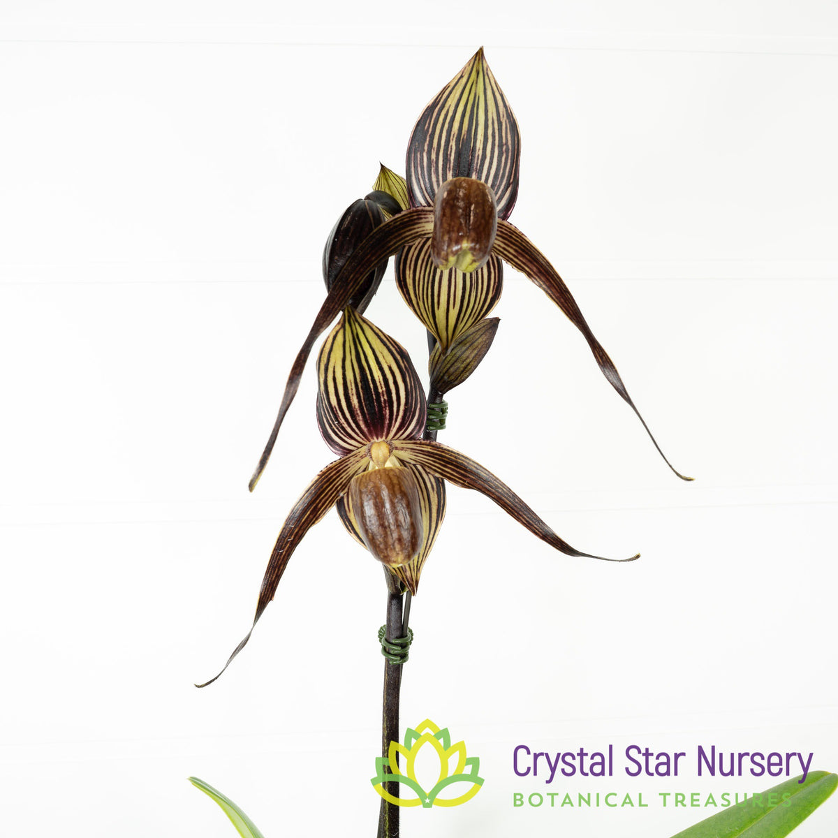 Paphiopedilum Lady Rothschild &#39;Sunlight 2&#39; x Paph. Anitum &#39;Black Magic&#39; SM/TPS