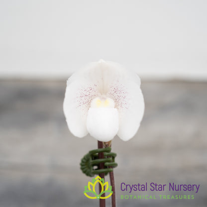 Paphiopedilum niveum