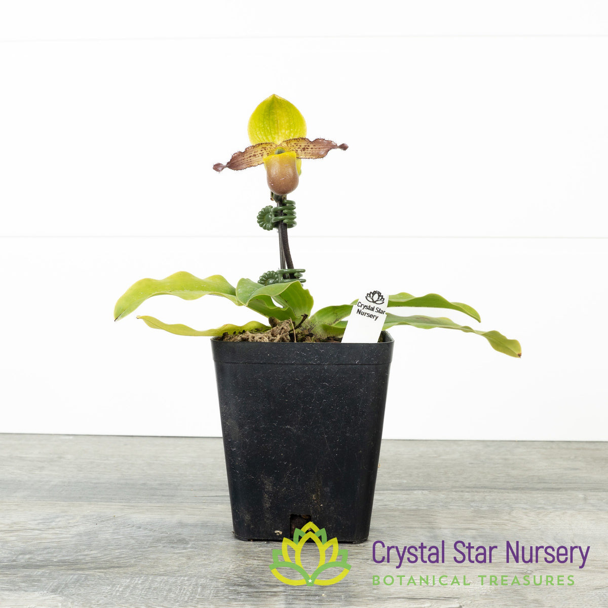 Paphiopedilum Primulinum var Purpurascens x Sib (#5)