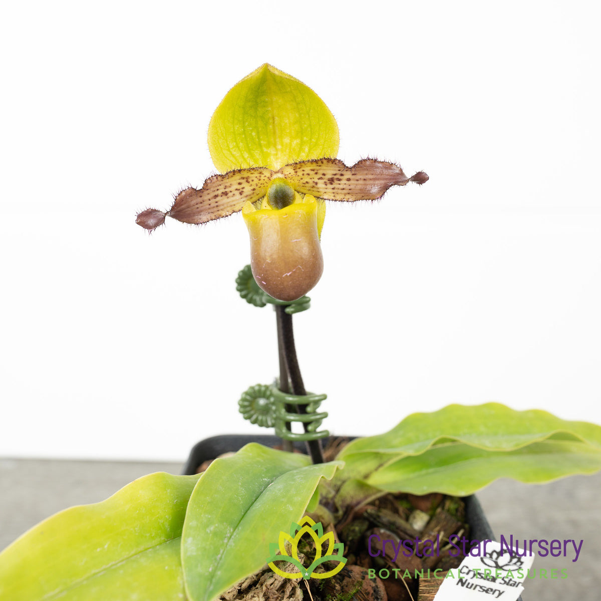 Paphiopedilum Primulinum var Purpurascens x Sib (#5)