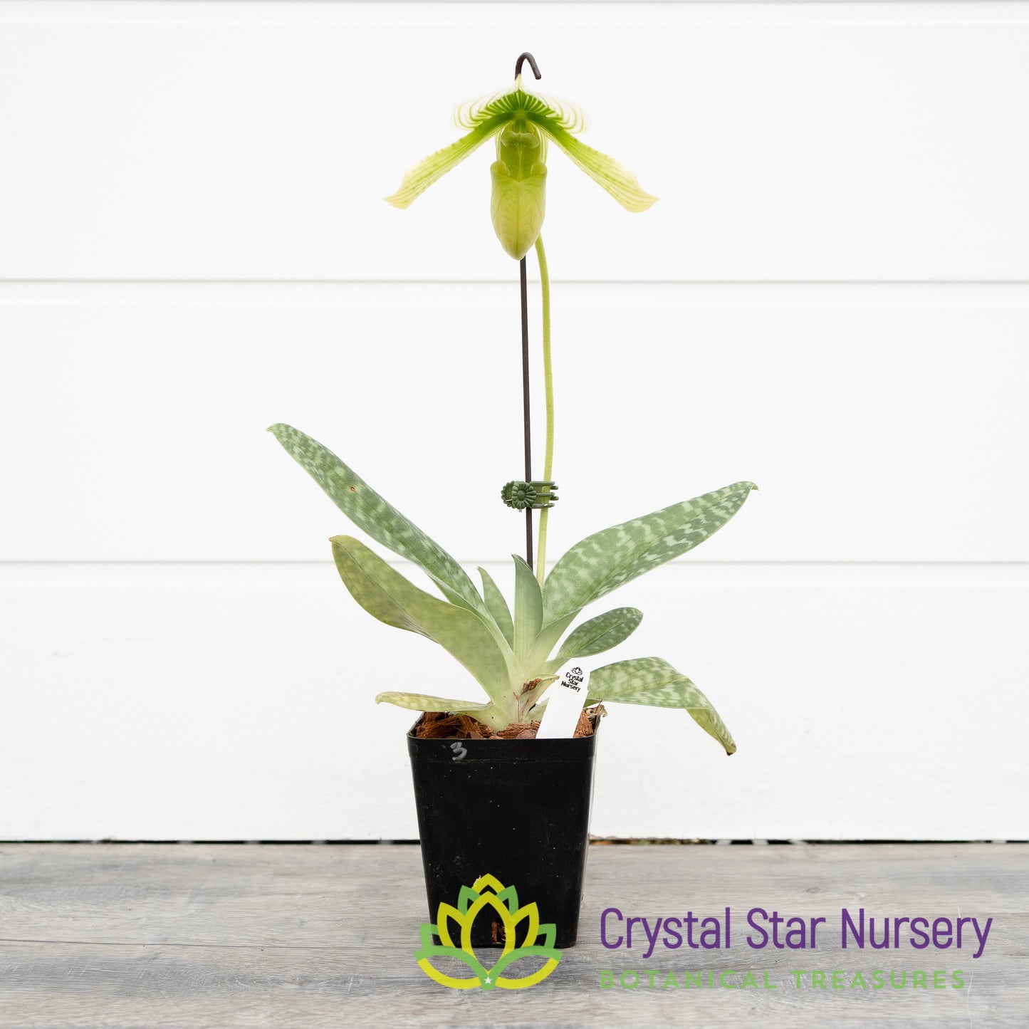 Paphiopedilum Shun-Fa Alex x Hung Sheng Jewel (#3)