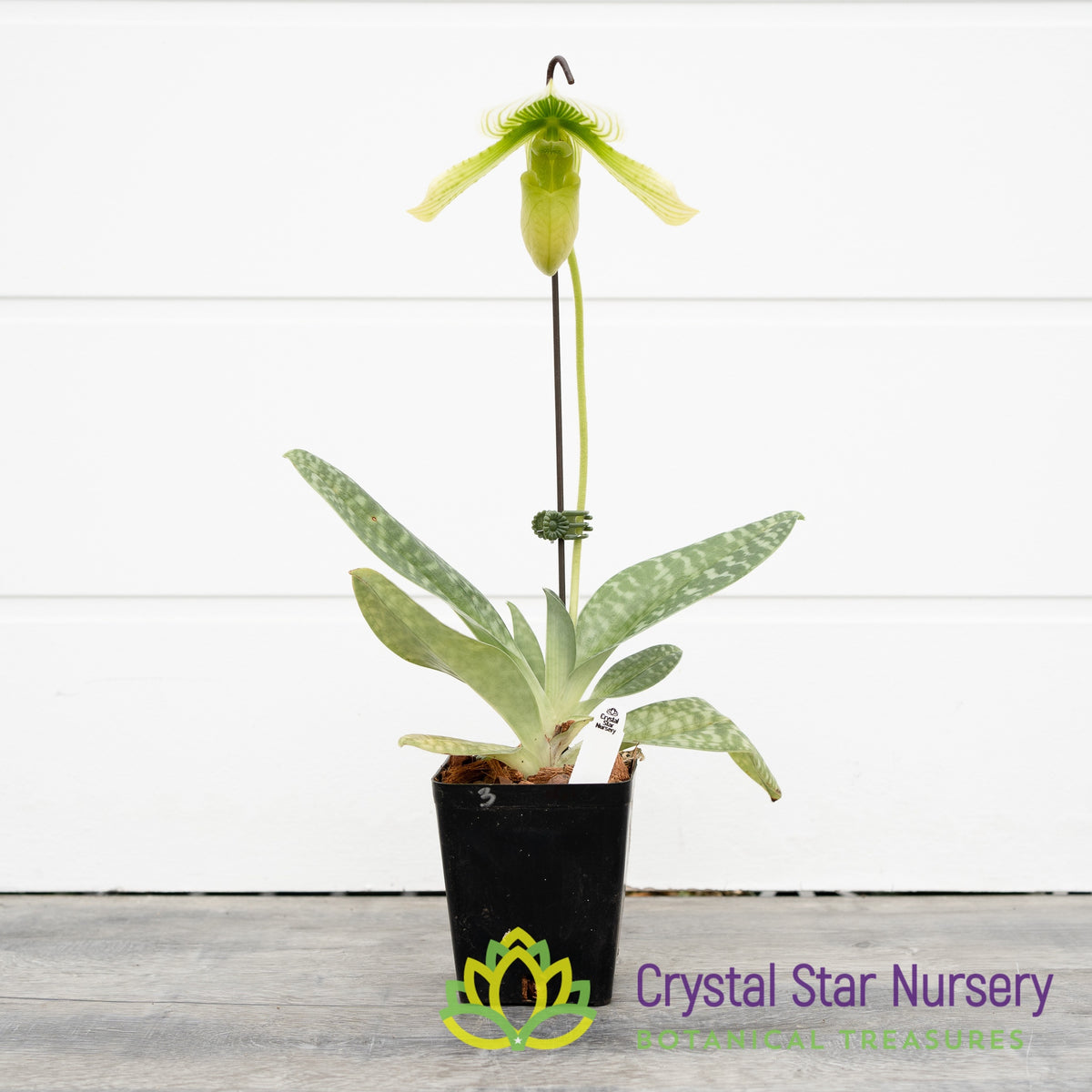 Paphiopedilum Shun-Fa Alex x Hung Sheng Jewel (#3)