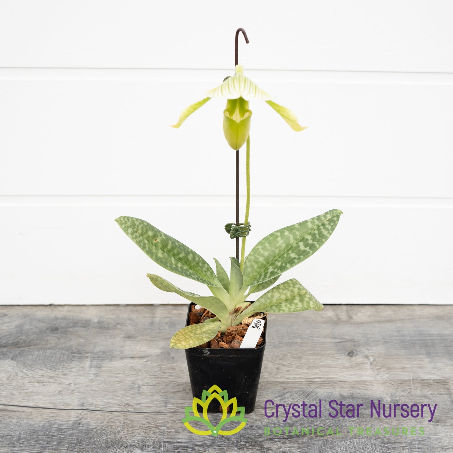 Paphiopedilum Shun-Fa Alex x Hung Sheng Jewel (#3)