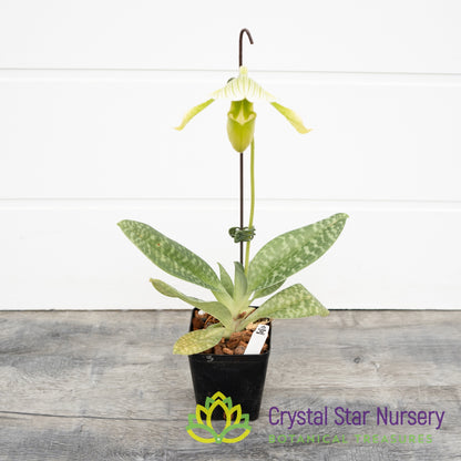 Paphiopedilum Shun-Fa Alex x Hung Sheng Jewel (#3)