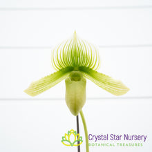 Paphiopedilum Shun-Fa Alex x Hung Sheng Jewel (#3)