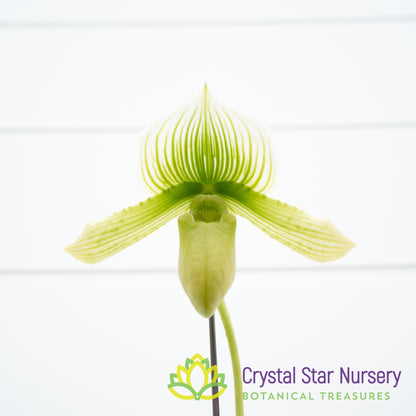 Paphiopedilum Shun-Fa Alex x Hung Sheng Jewel (#3)