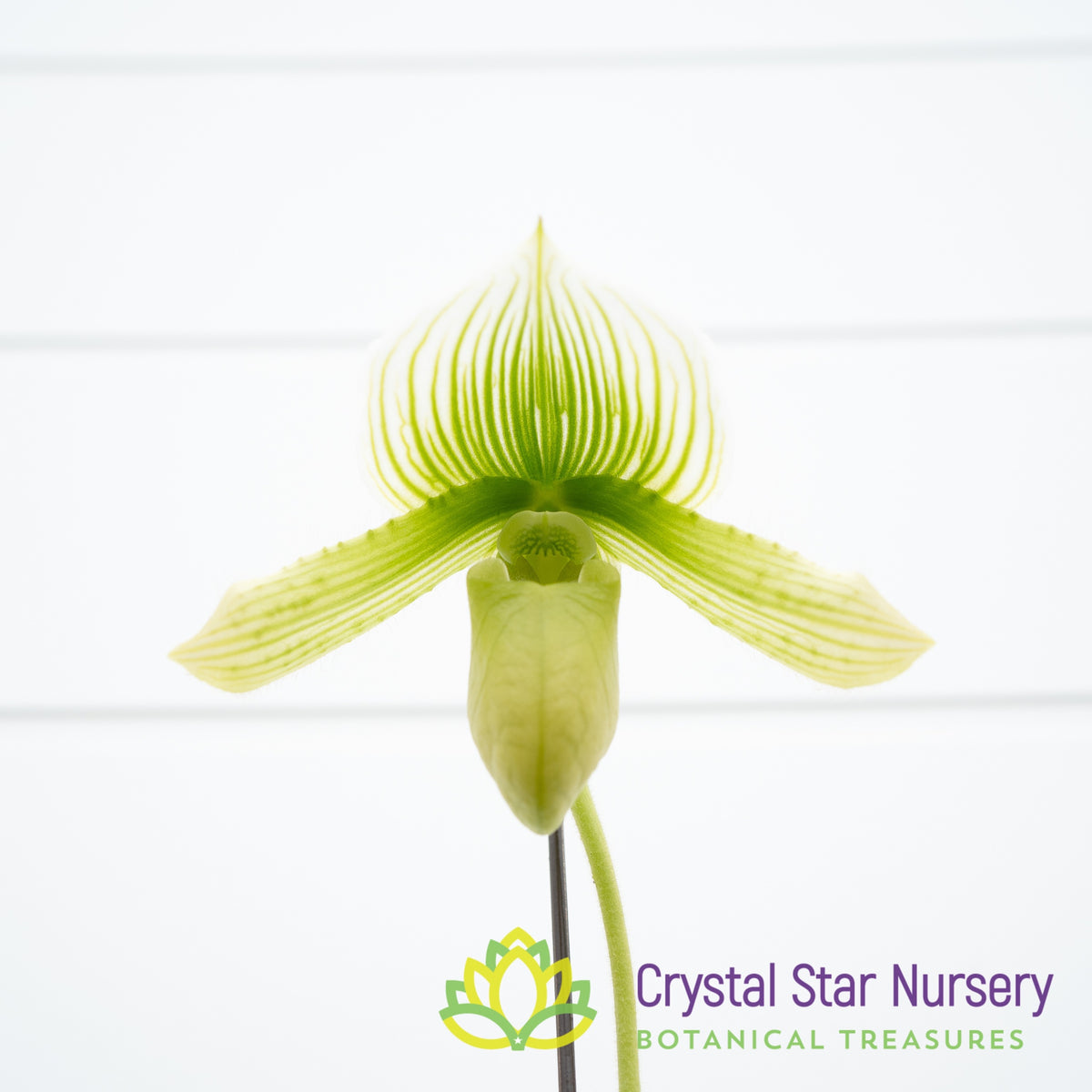Paphiopedilum Shun-Fa Alex x Hung Sheng Jewel (#3)