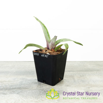 Paphiopedilum Shun-Fa Web (Hung Sheng Bay x Hsinying Web) (OK5094)