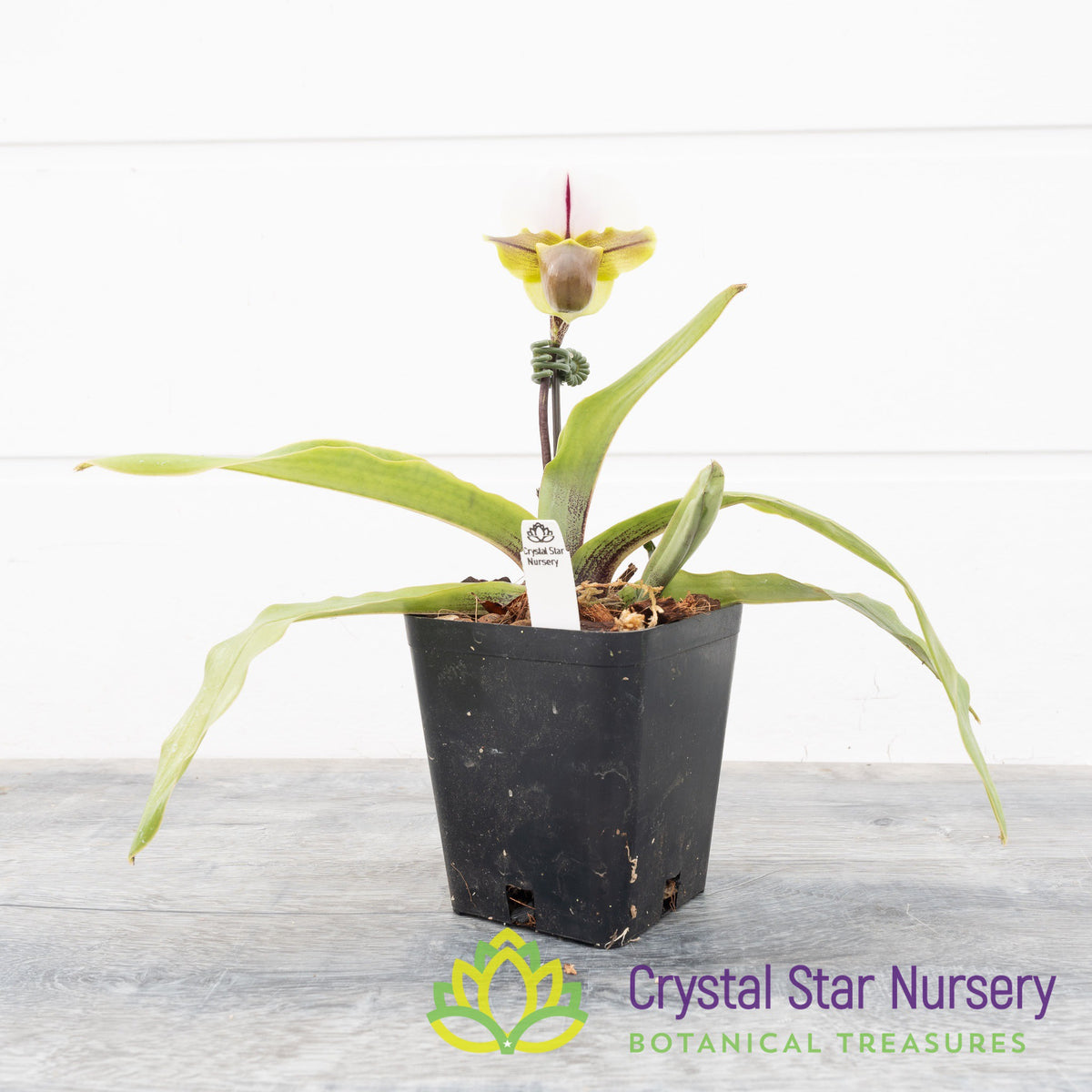 Paphiopedilum Spicerianum x Sib (17sp)