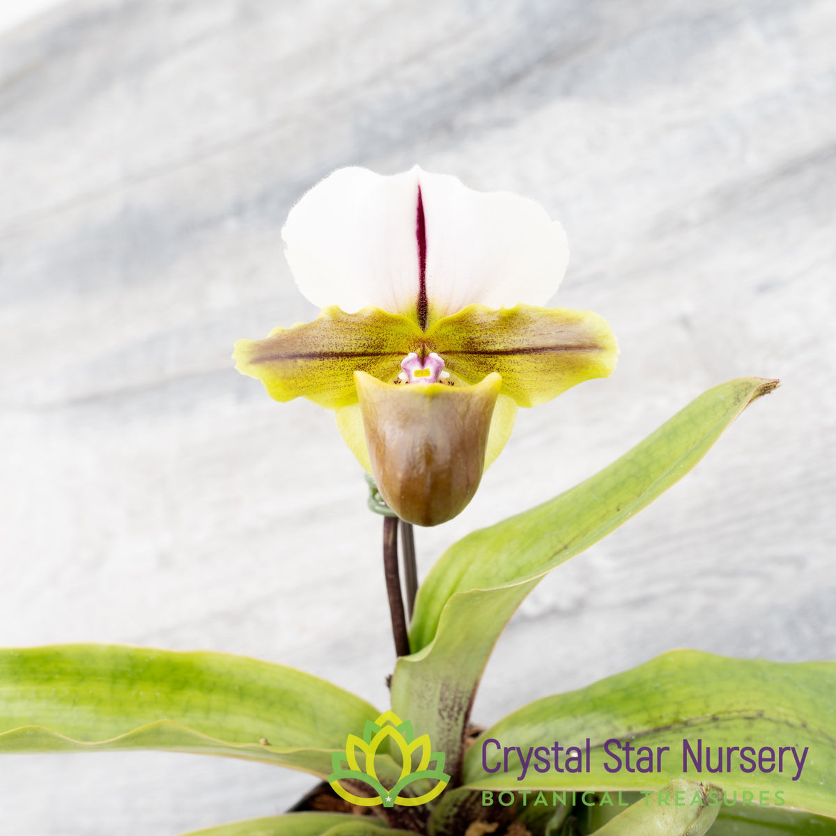 Paphiopedilum Spicerianum x Sib (17sp)